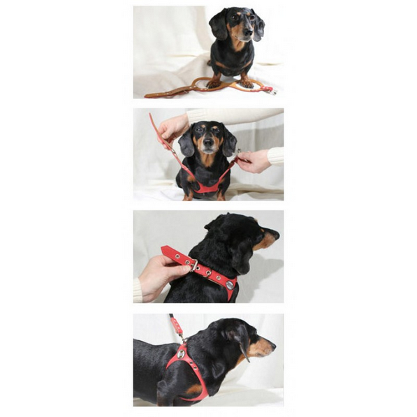 Buddy shop belt harness