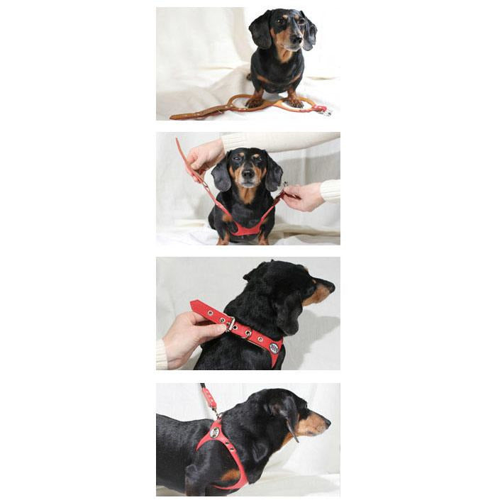 Dog shop belt harness