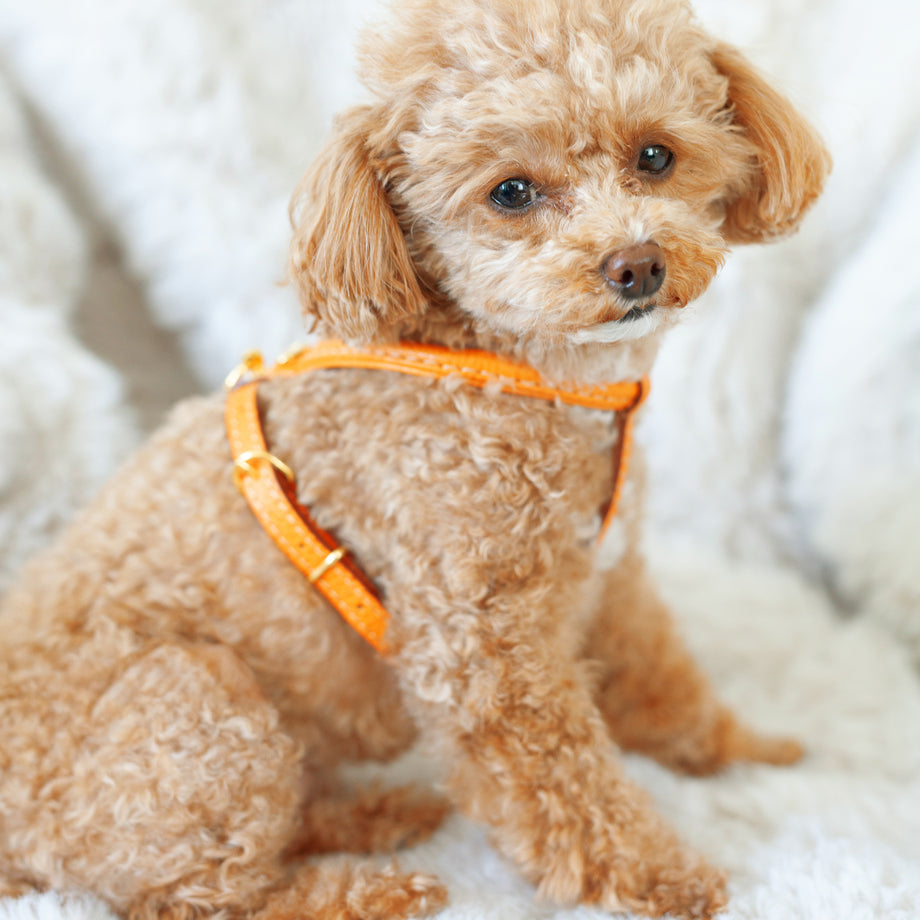 italian leather harness orange